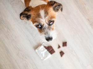 Chocolates & Dogs - An Unlikely Enmity